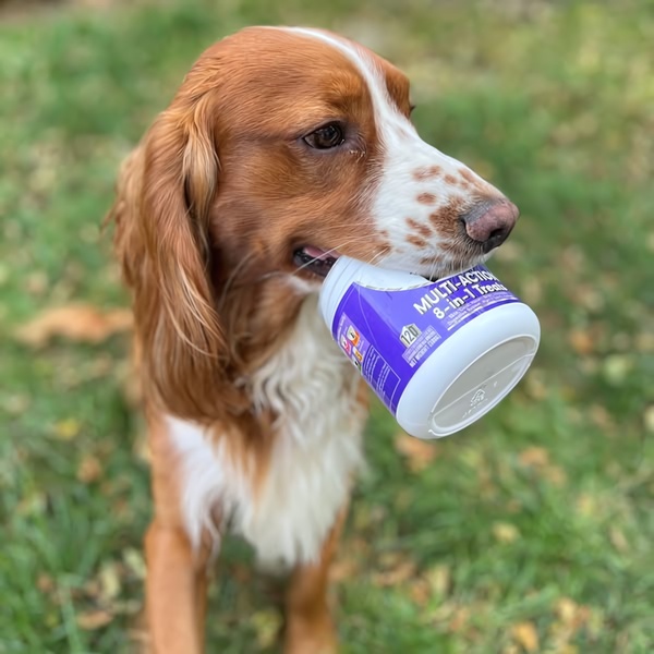 A close-up photograph of a Spaniel dog holding a container of 8-in-1 multi-action dog treats in its mouth while standing on grass.